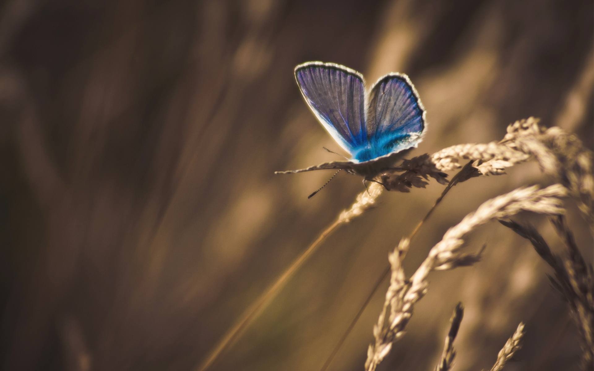 Beautiful Butterfly For Fb Cover - HD Wallpaper 