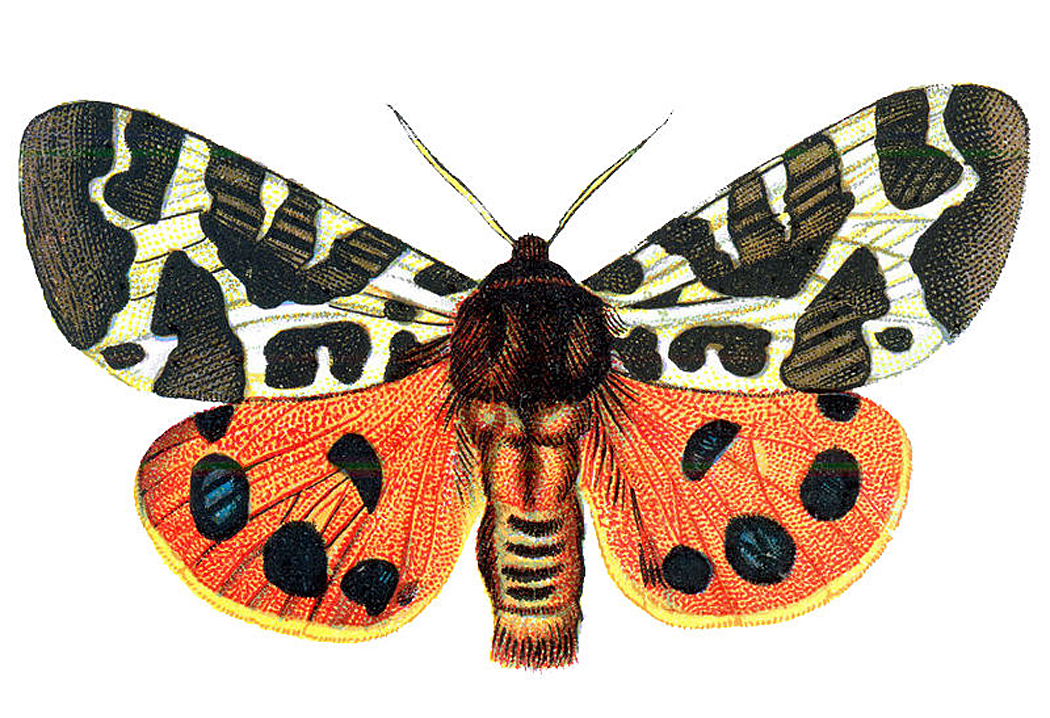 Orange Moth Halloween Image - Arctia Caja Butterfly - HD Wallpaper 