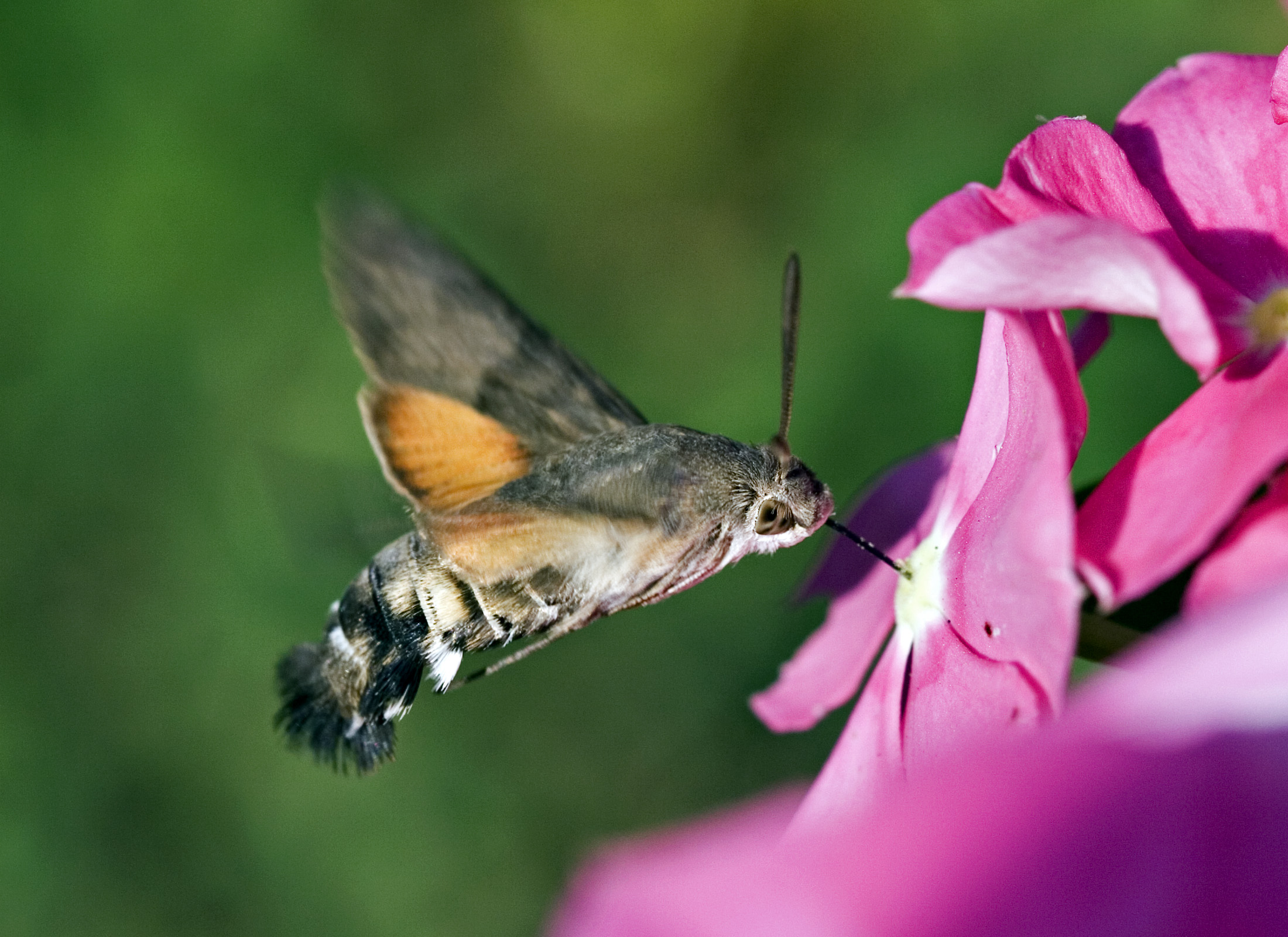 Hq Hawk Moth Wallpapers - Hummingbird Hawk Moth - HD Wallpaper 