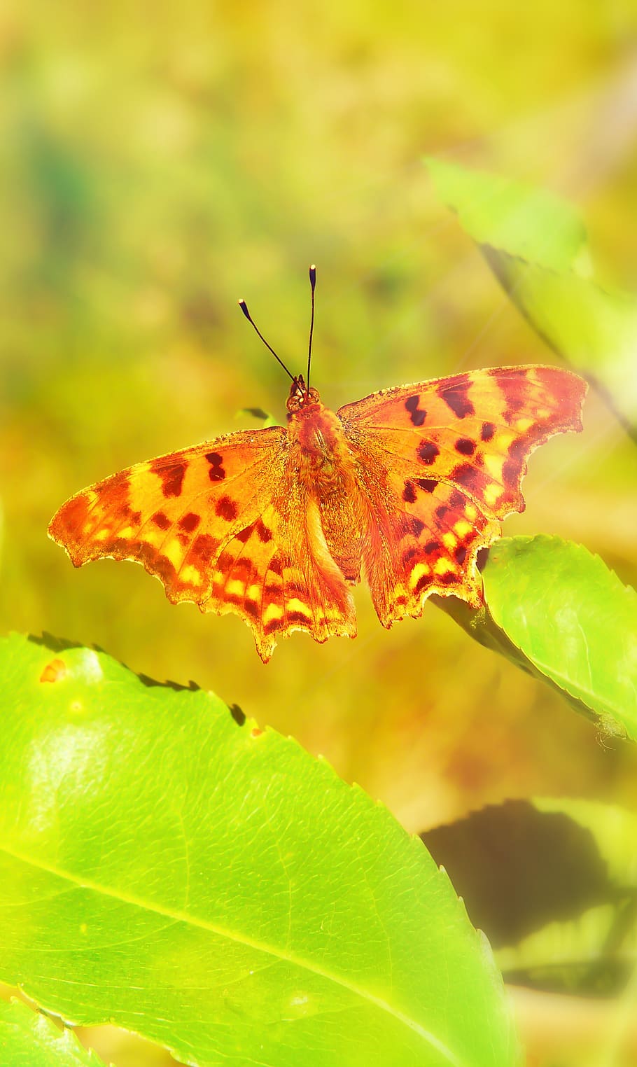 Invertebrate, Animal, Butterfly, Insect, Plant, Pollen, - Comma - HD Wallpaper 