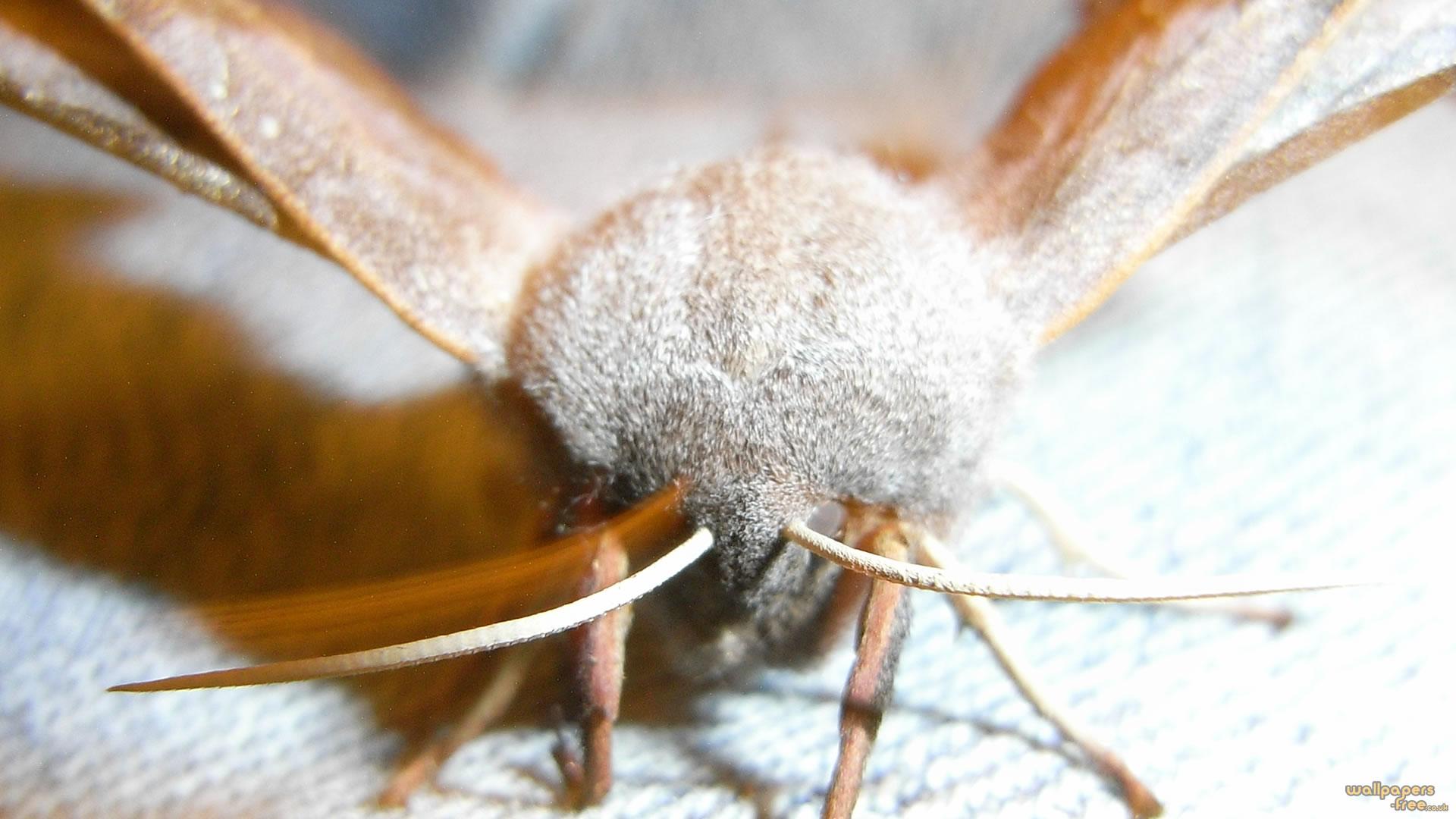 Furry Moth Close Up - Macro Photography - HD Wallpaper 