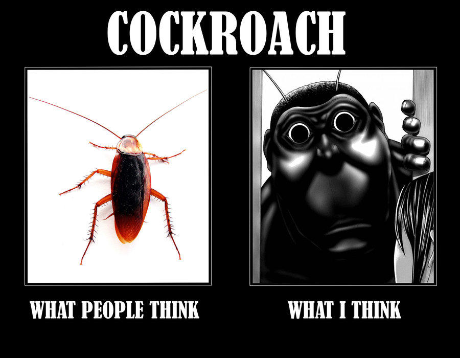 Cockroach What People Think What I Think Cockroach - Memes De Terra Formars - HD Wallpaper 