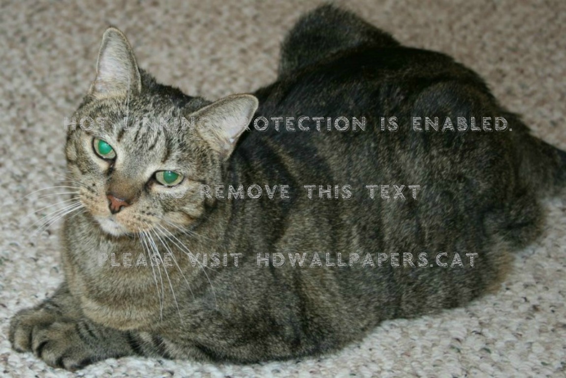 Amy Marie Waiting For Dinner Cats Kitties - Tabby Cat - HD Wallpaper 