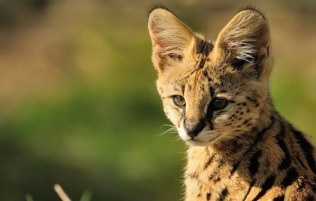 Photo Wallpaper Muzzle, Cub, Serval, © Anne-marie Kalus - Serval Cat Baby Wallpaper Iphone - HD Wallpaper 