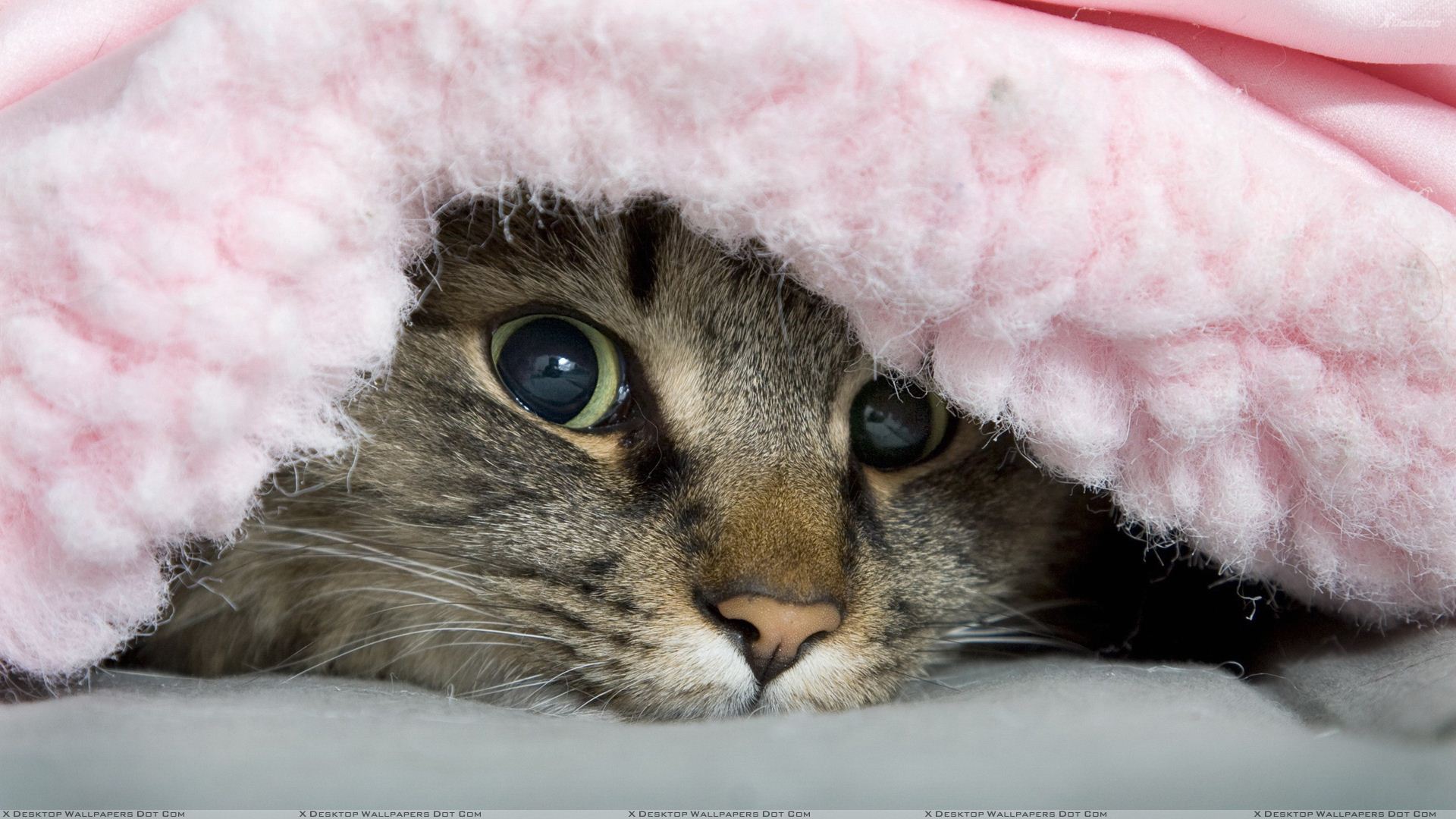 Cat Under The Blanket - HD Wallpaper 