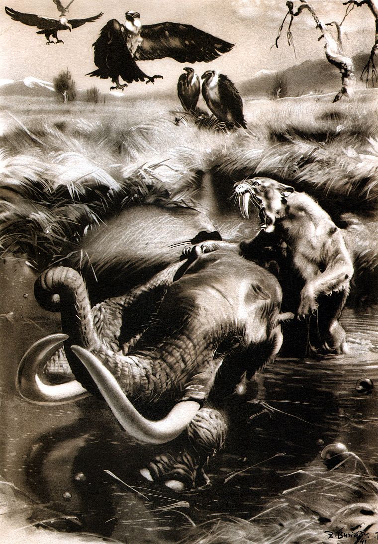 Zdenek Burian Smilodon - HD Wallpaper 