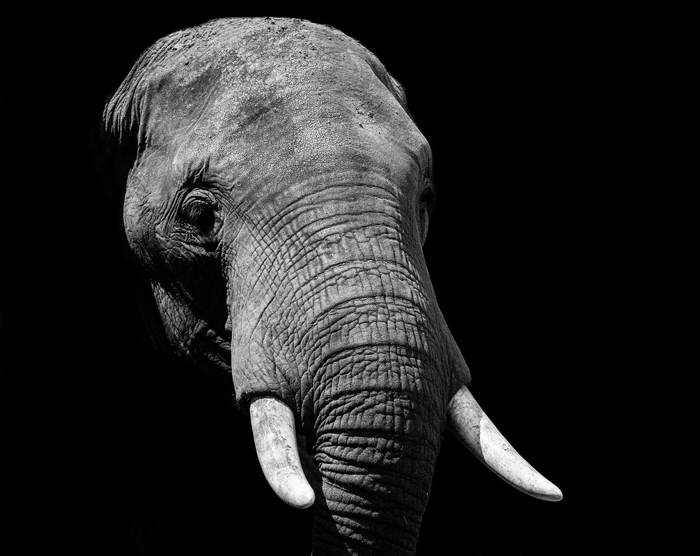 Wall Mural Terrestrial Animal, Elephants And Mammoths - Elephant Face Black And White - HD Wallpaper 