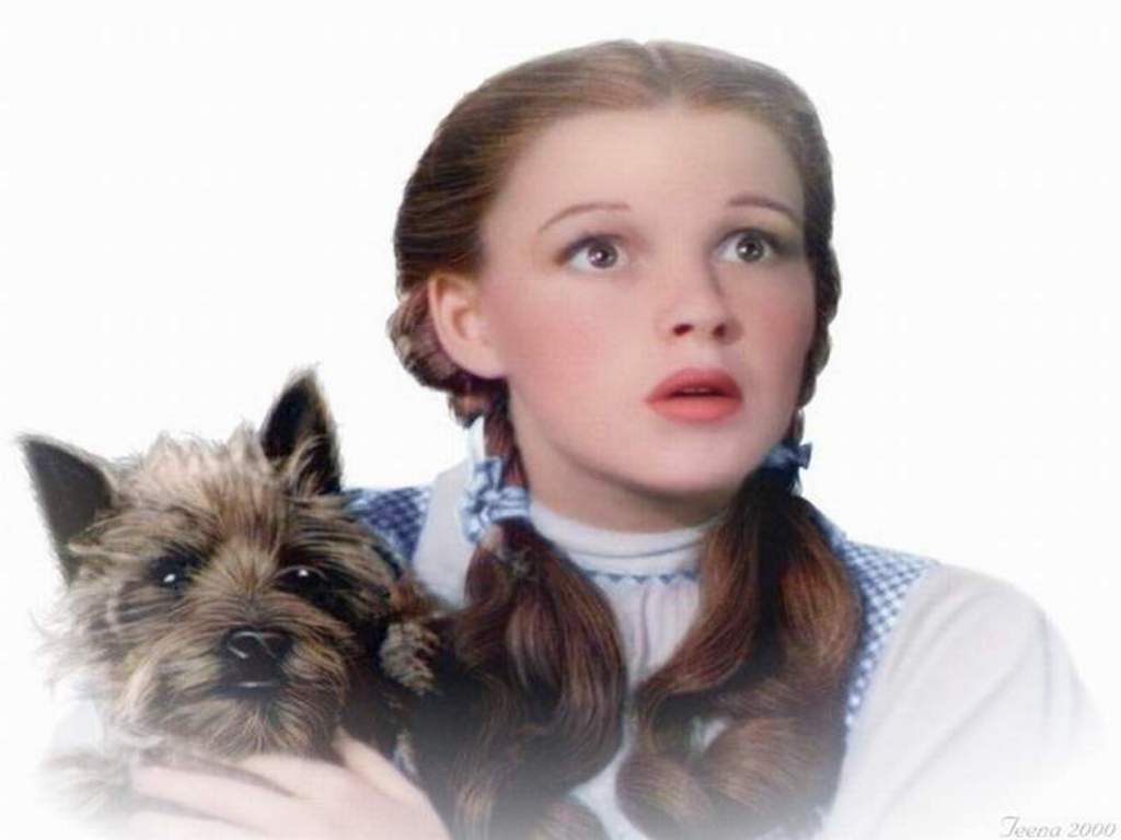 Dorothy And Toto 💕 - Wizard Of Oz Birthday Memes - HD Wallpaper 