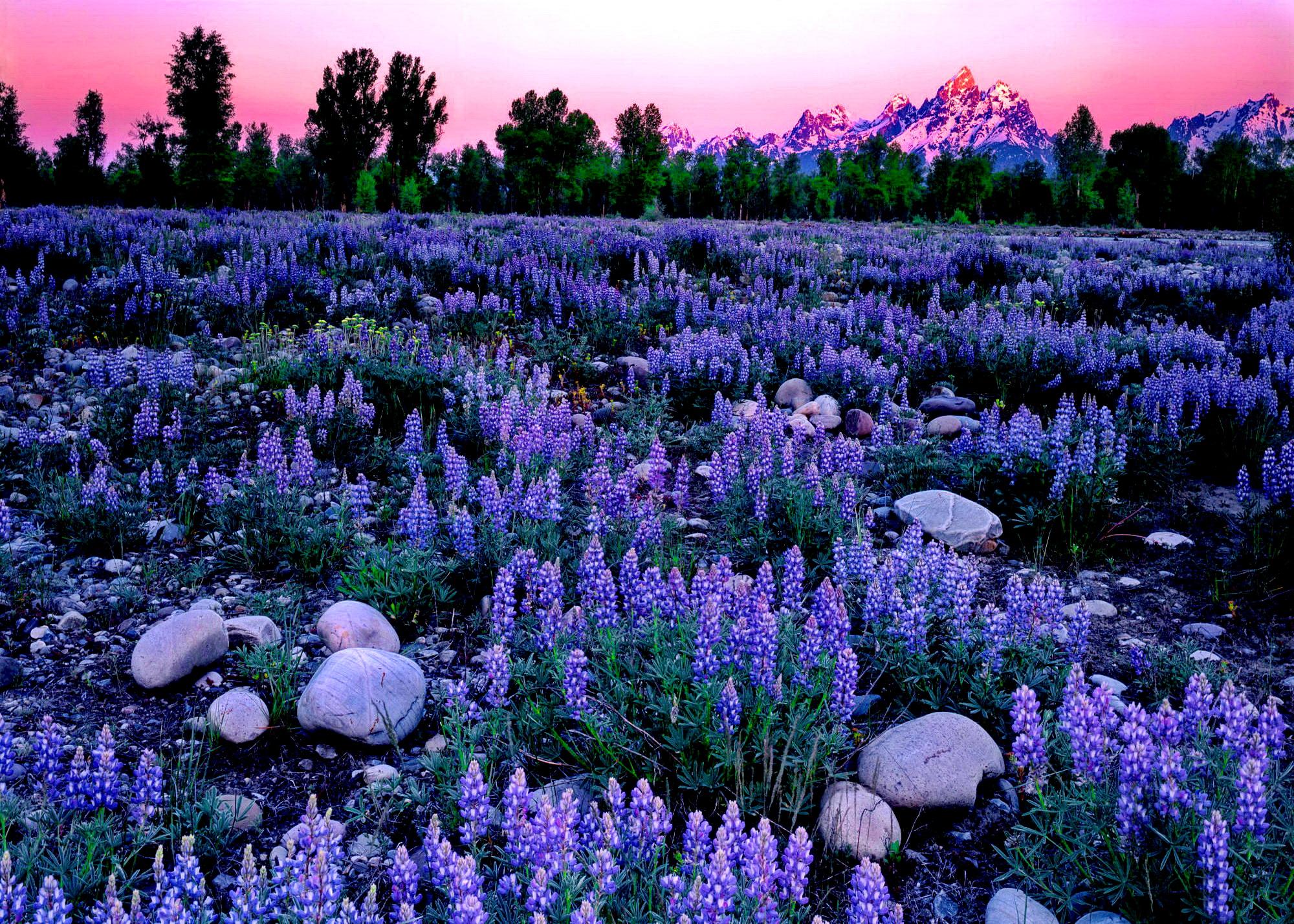 Lupin Field - Wallpaper - HD Wallpaper 