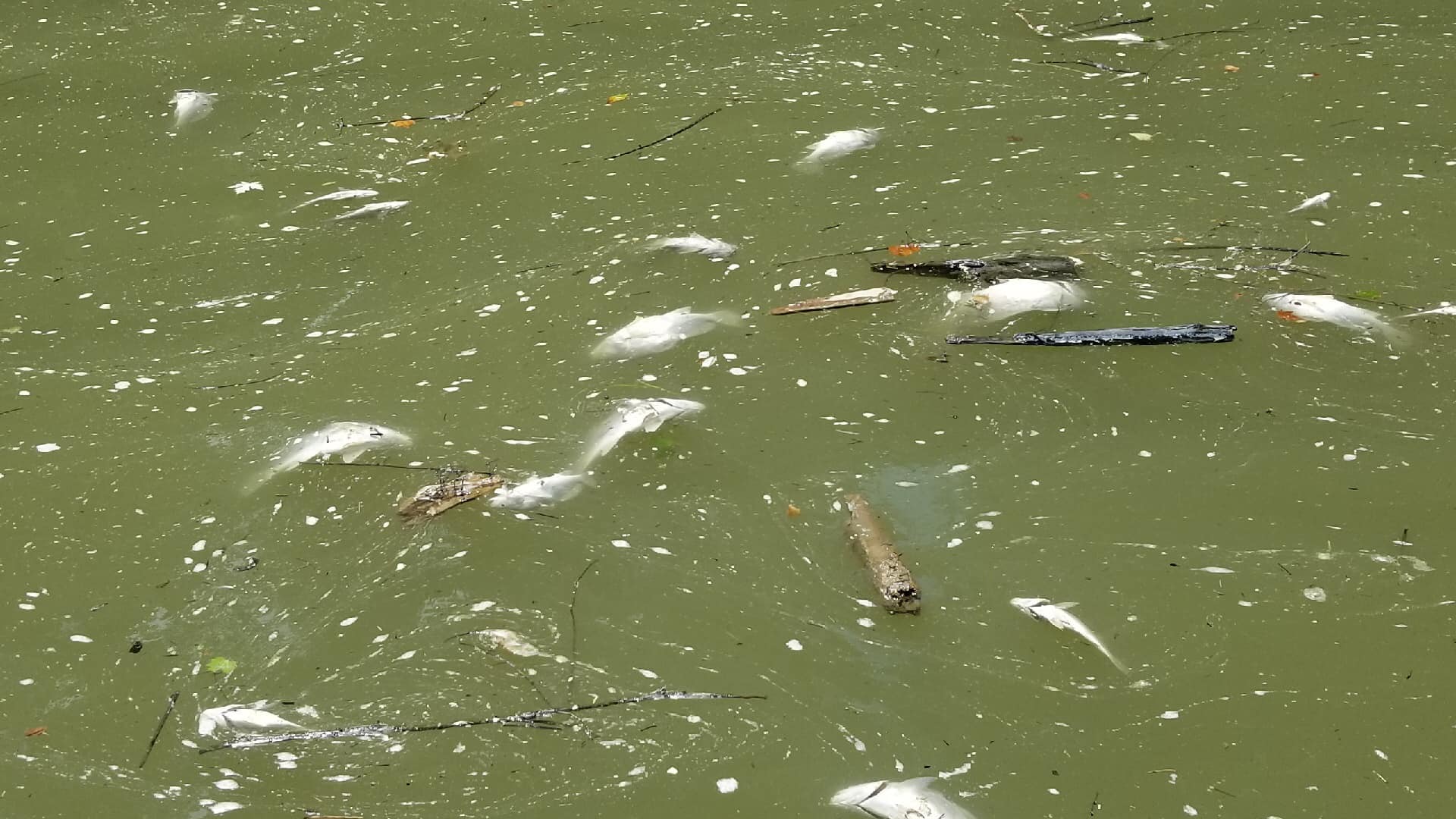 Kentucky River Dead Fish - HD Wallpaper 