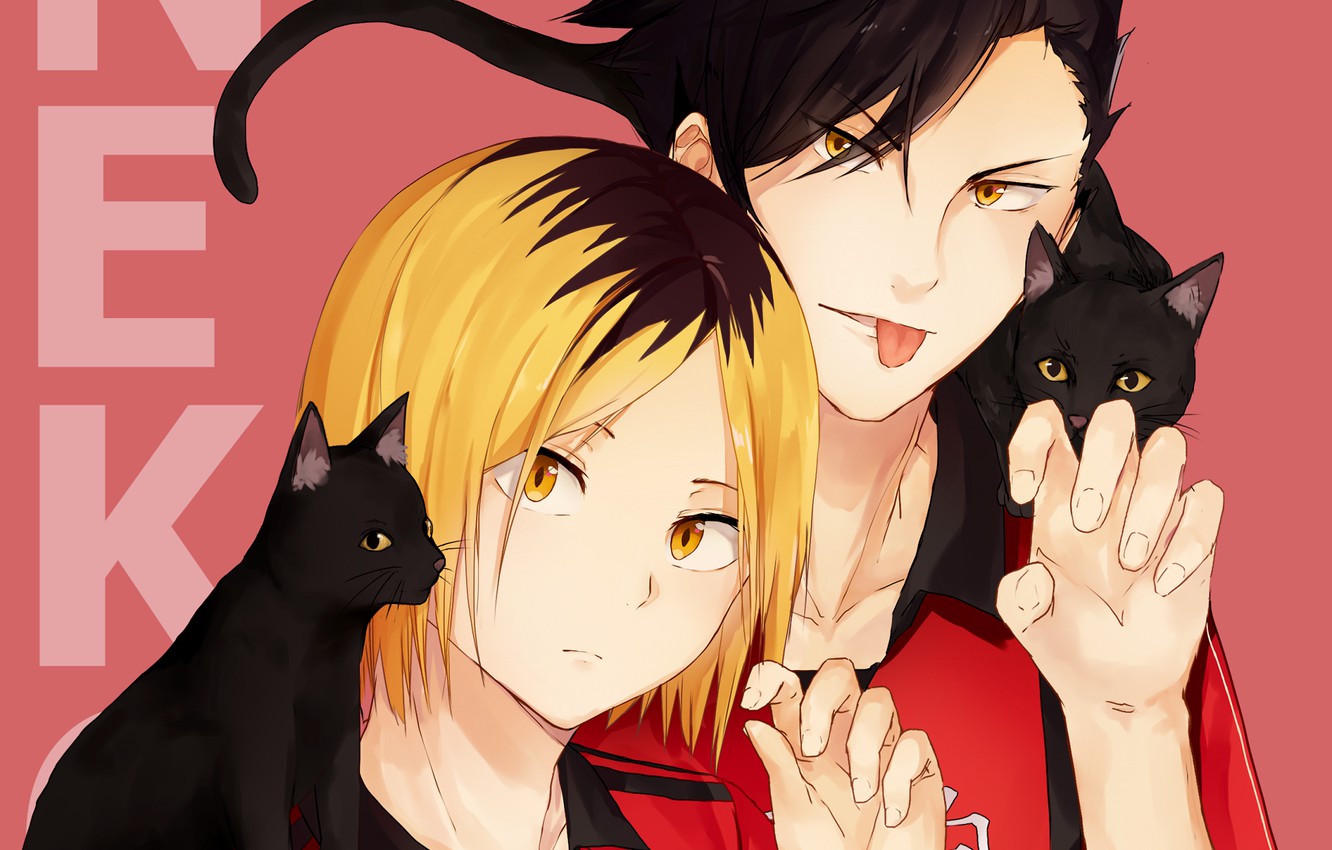 Photo Wallpaper Cats, Cats, Guys, Volleyball, Haikyuu, - Kuroken - HD Wallpaper 