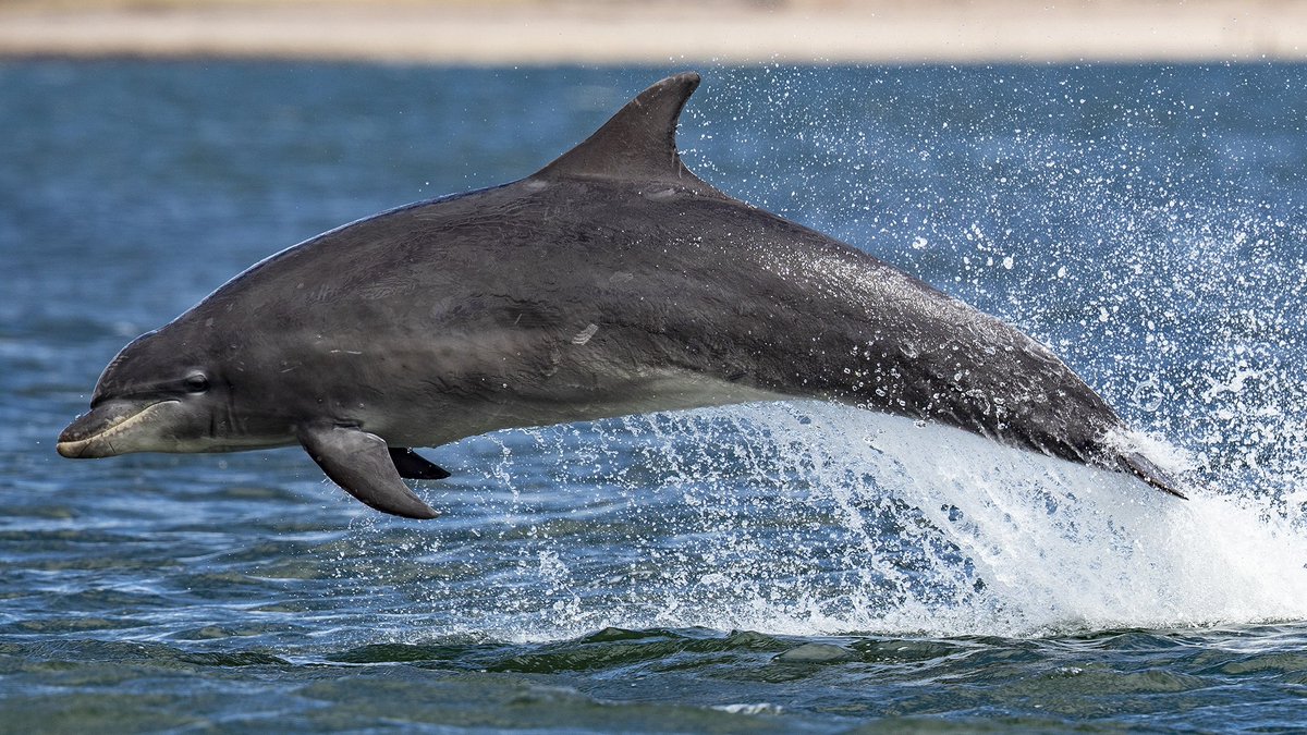 Common Bottlenose Dolphin - HD Wallpaper 
