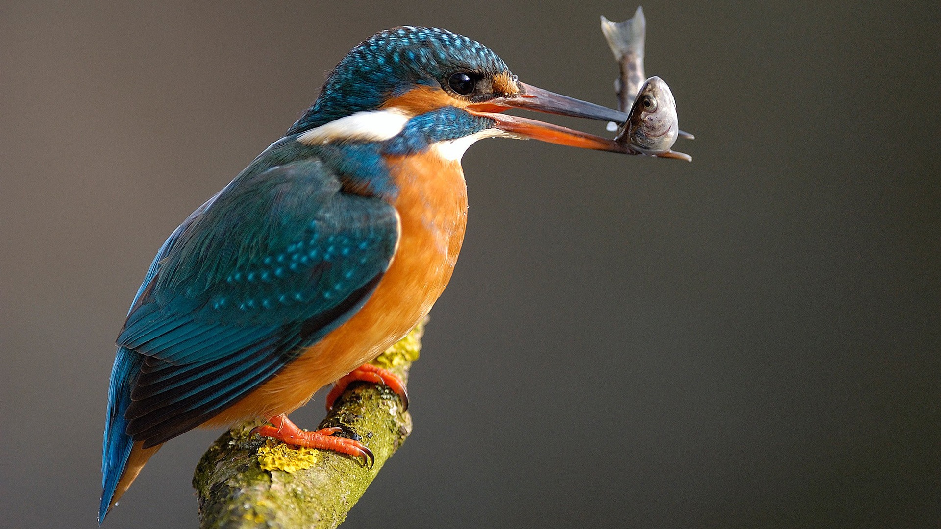 Fishing Master, Kingfisher Hd Wallpapers - Kingfisher Bird With Fish - HD Wallpaper 