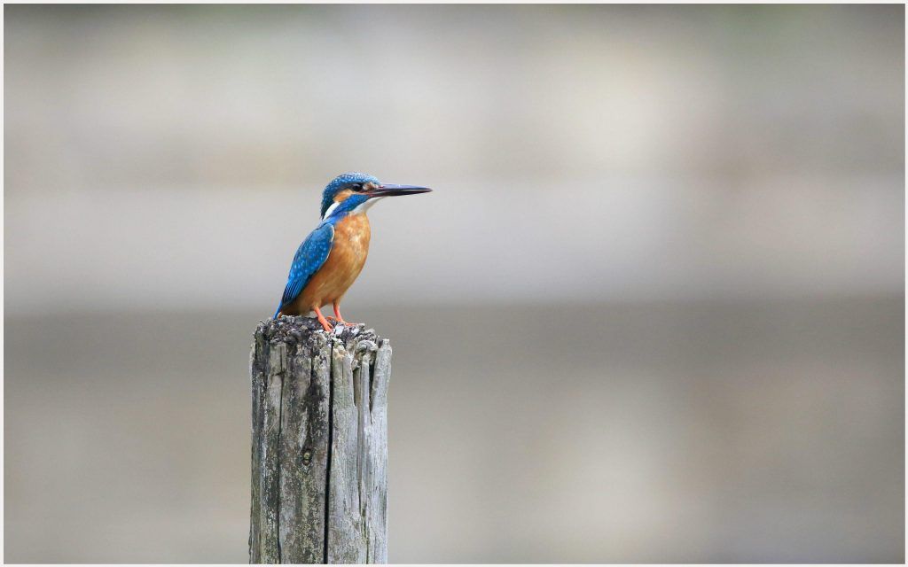 Bee Eater - HD Wallpaper 