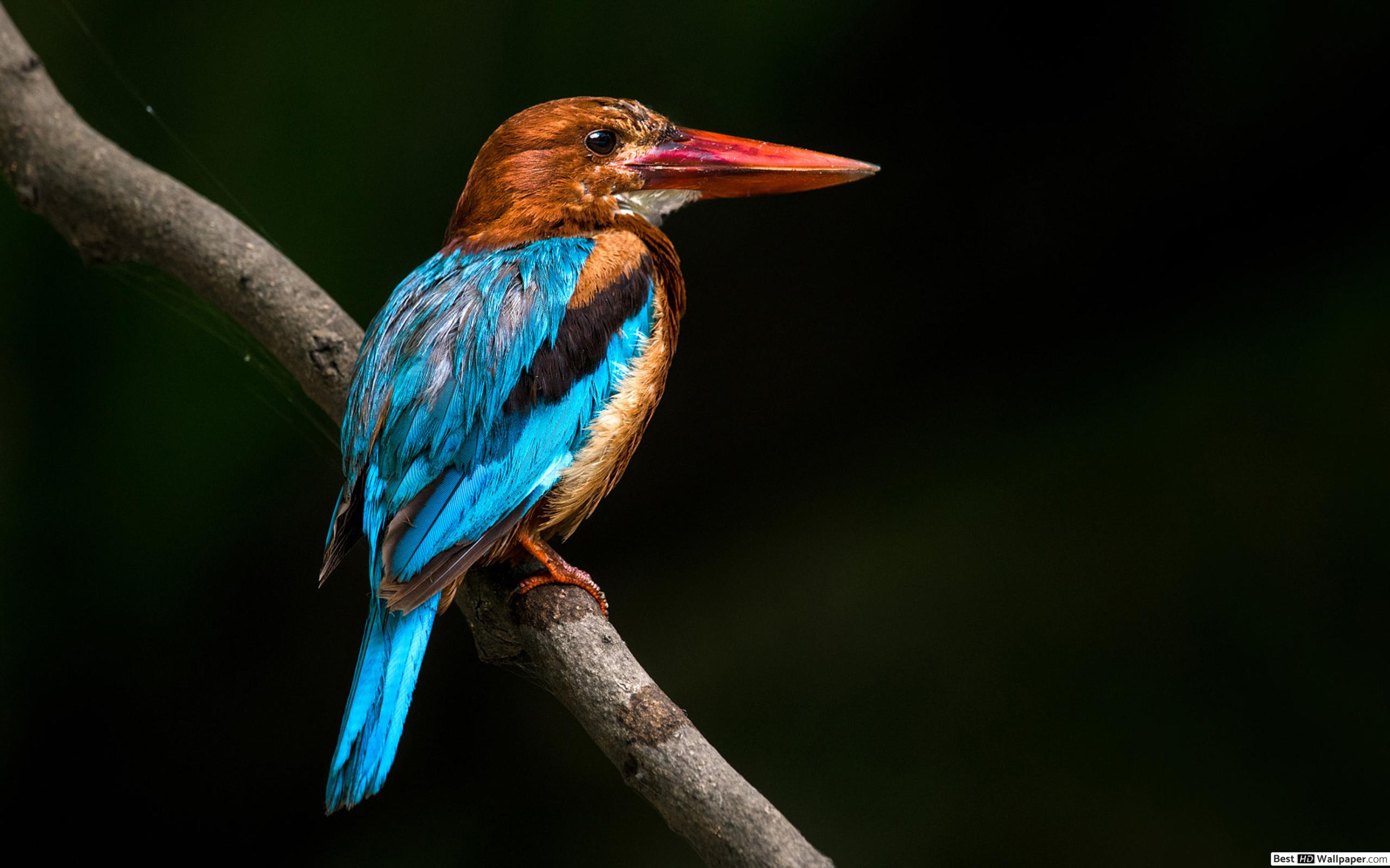 Kingfisher Birds - 2560x1600 Wallpaper Kingfisher Birds - 2560x1600 Wallpaper