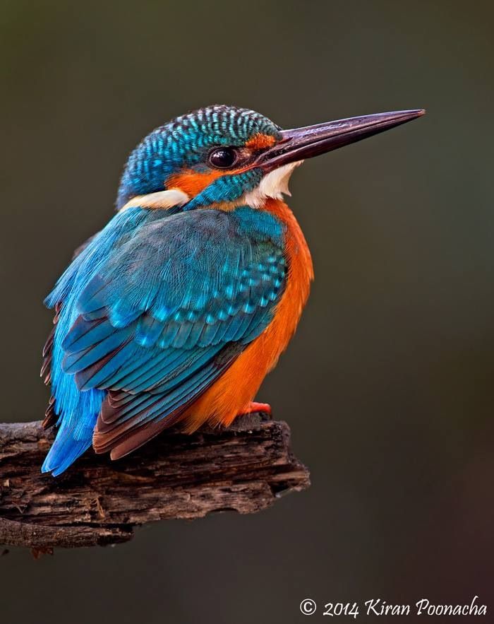 Kingfisher Hd Wallpapers, Desktop Wallpaper - 700x883 Wallpaper Kingfisher Hd Wallpapers, Desktop Wallpaper - 700x883 Wallpaper