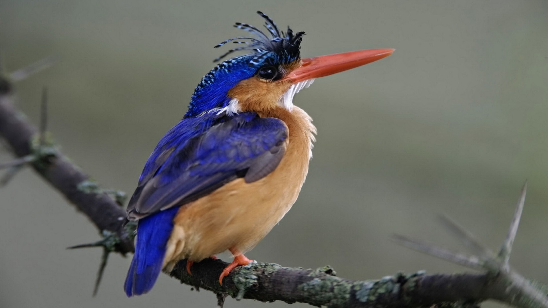 Birds In Kenya Hd - HD Wallpaper 