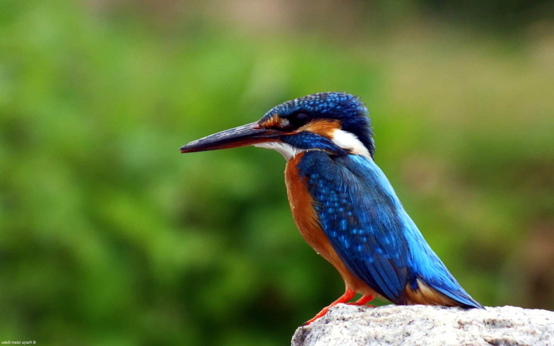 Kingfisher Bird Hd Wallpapers - Birds With Arms Smoking - HD Wallpaper 