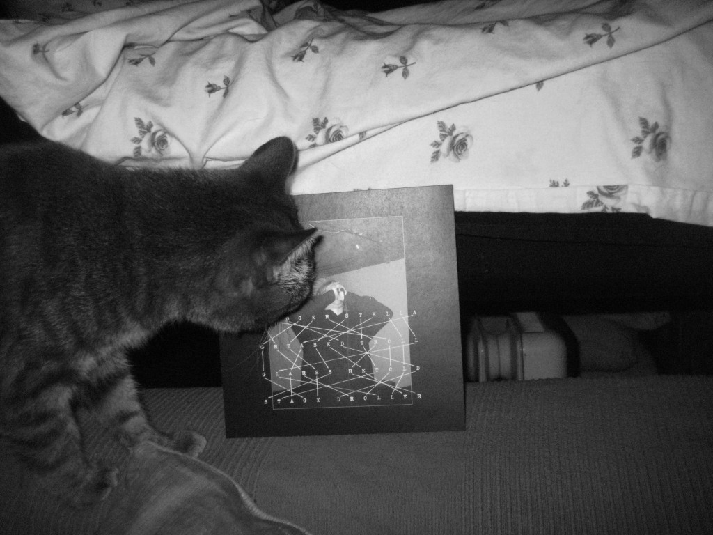 Domestic Short-haired Cat - HD Wallpaper 