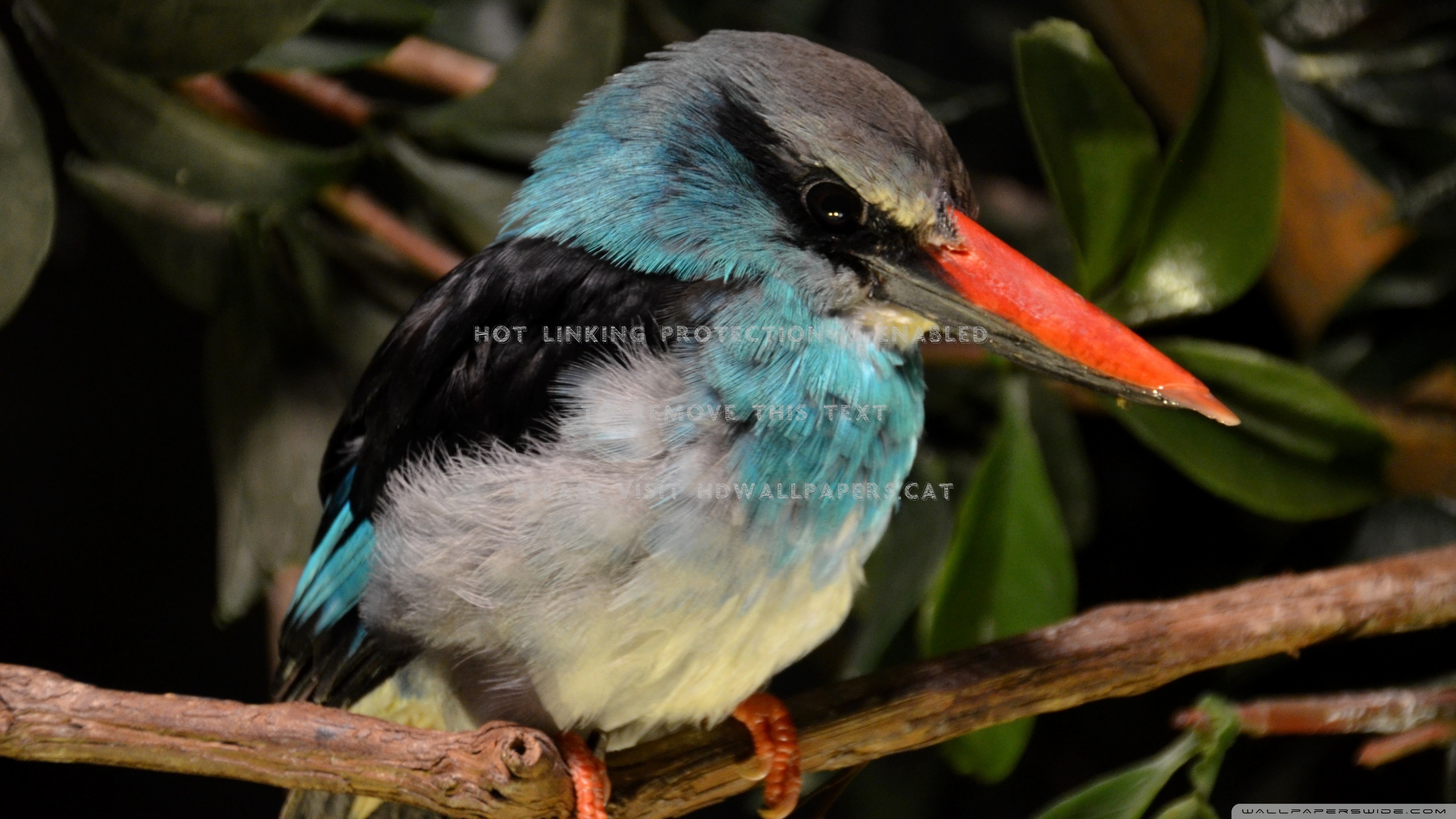 Close Up Look At Kingfisher Hdr Birds - 1440p - HD Wallpaper 