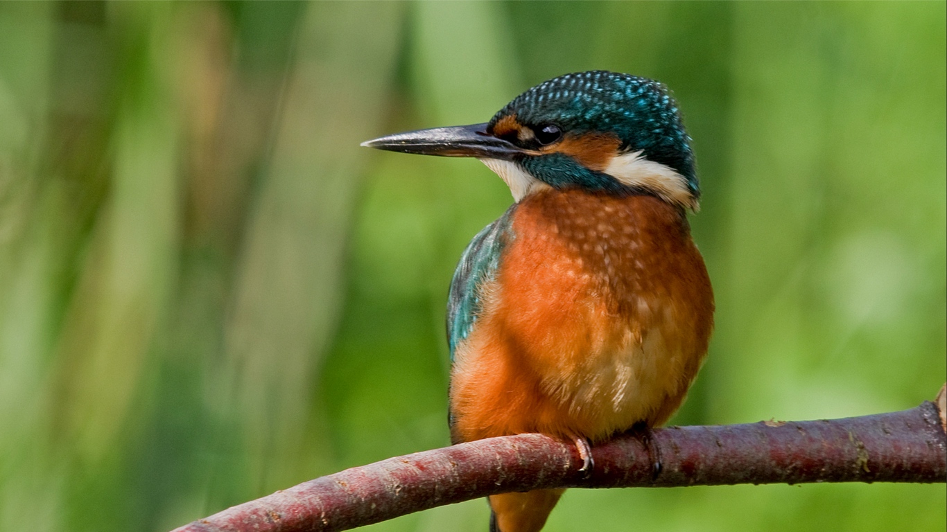 Wallpaper Kingfisher, Bird, Branch, Sit, Tree - Bird Sit On Tree - HD Wallpaper 