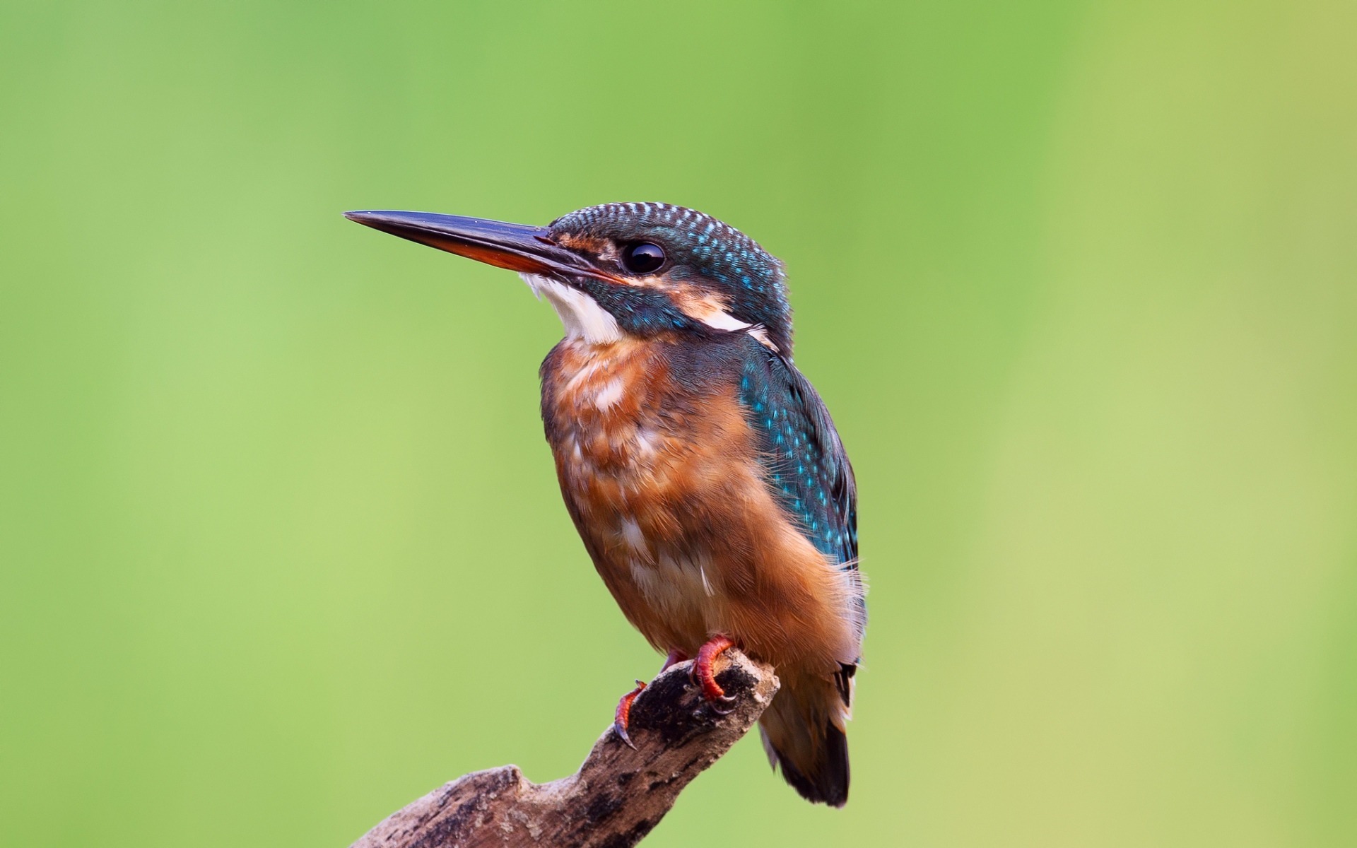 Kingfisher - HD Wallpaper 