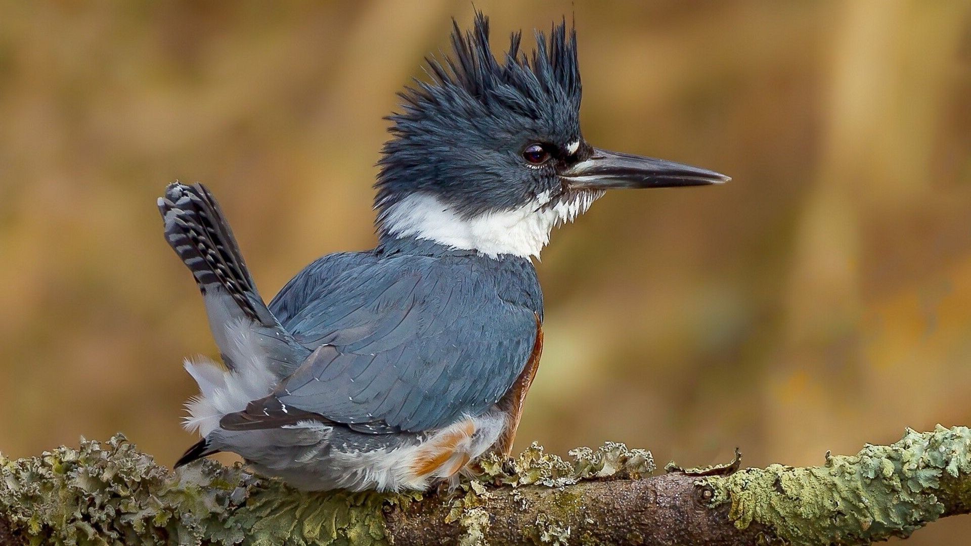 Belted Kingfisher - HD Wallpaper 