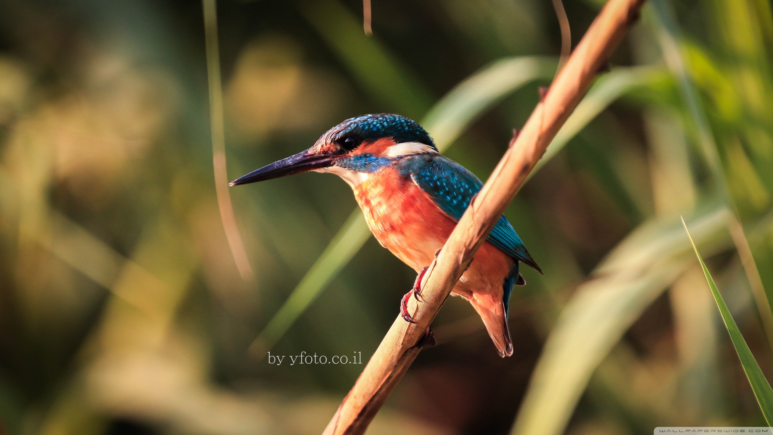 Kingfisher - HD Wallpaper 