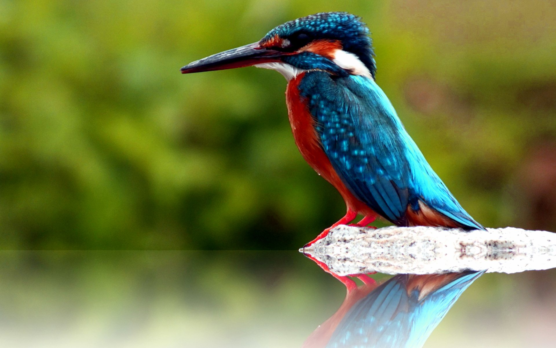 Birds With Arms Smoking - HD Wallpaper 