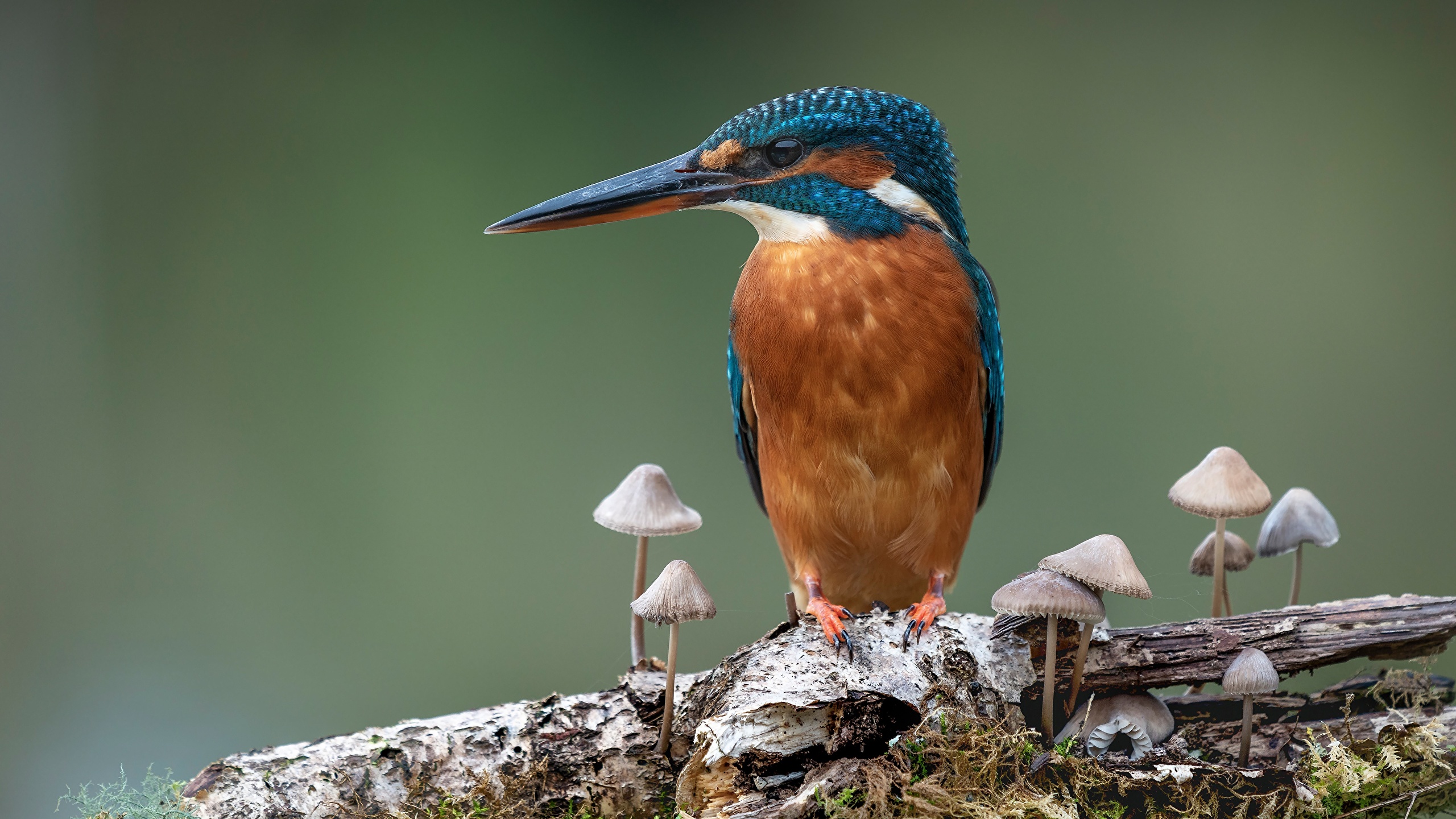 Common Kingfisher - 2560x1440 Wallpaper Common Kingfisher - 2560x1440 Wallpaper