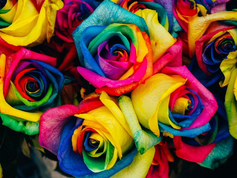 Colorful Roses - HD Wallpaper 