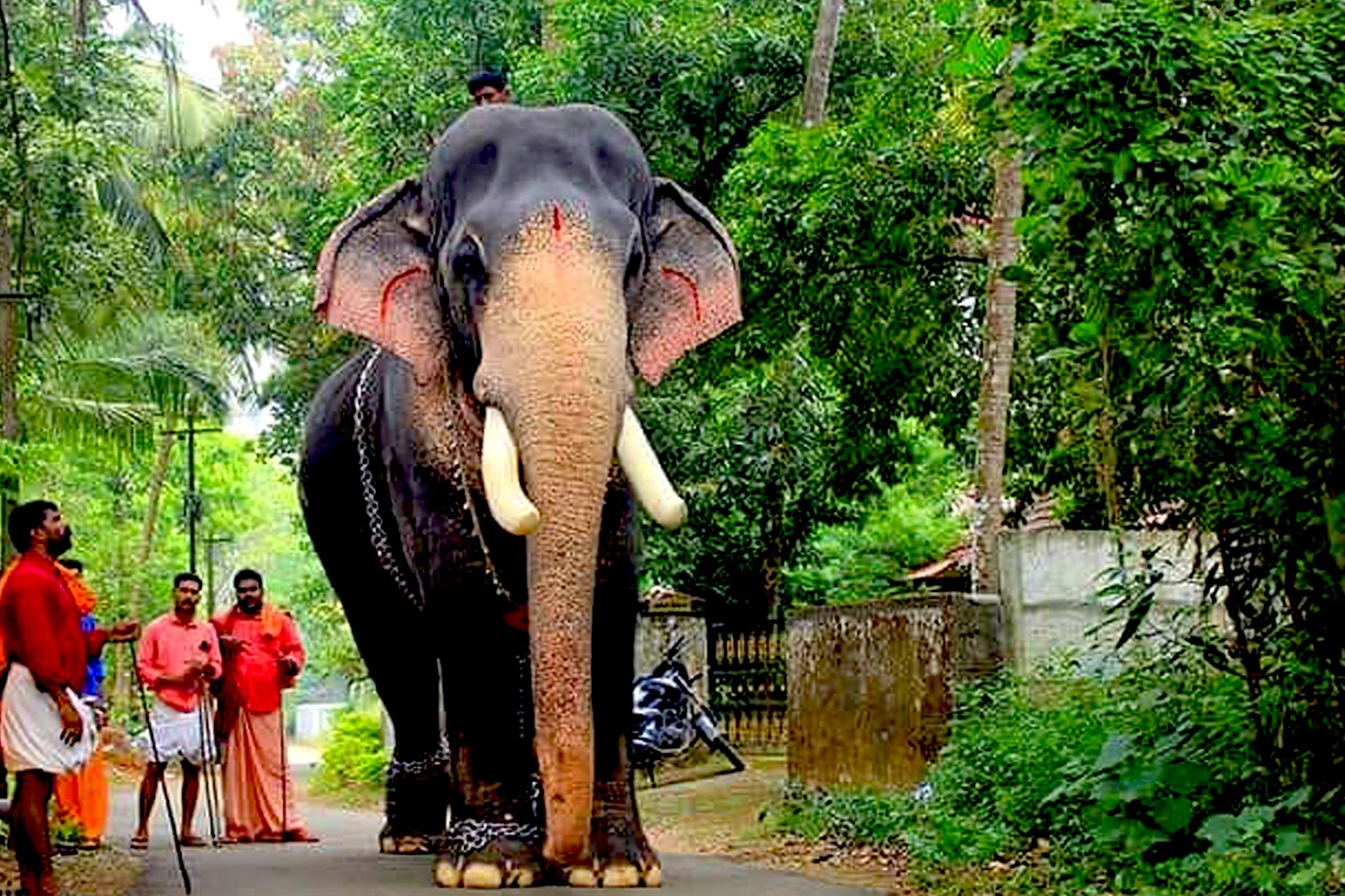 Kerala Elephant Mangalamkunnu Ayyappan Hd Image - Full Hd Kerala Elephant Hd - HD Wallpaper 