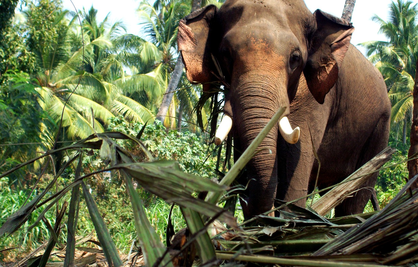 Photo Wallpaper Elephant, Kerala - Elephant Kerala - HD Wallpaper 