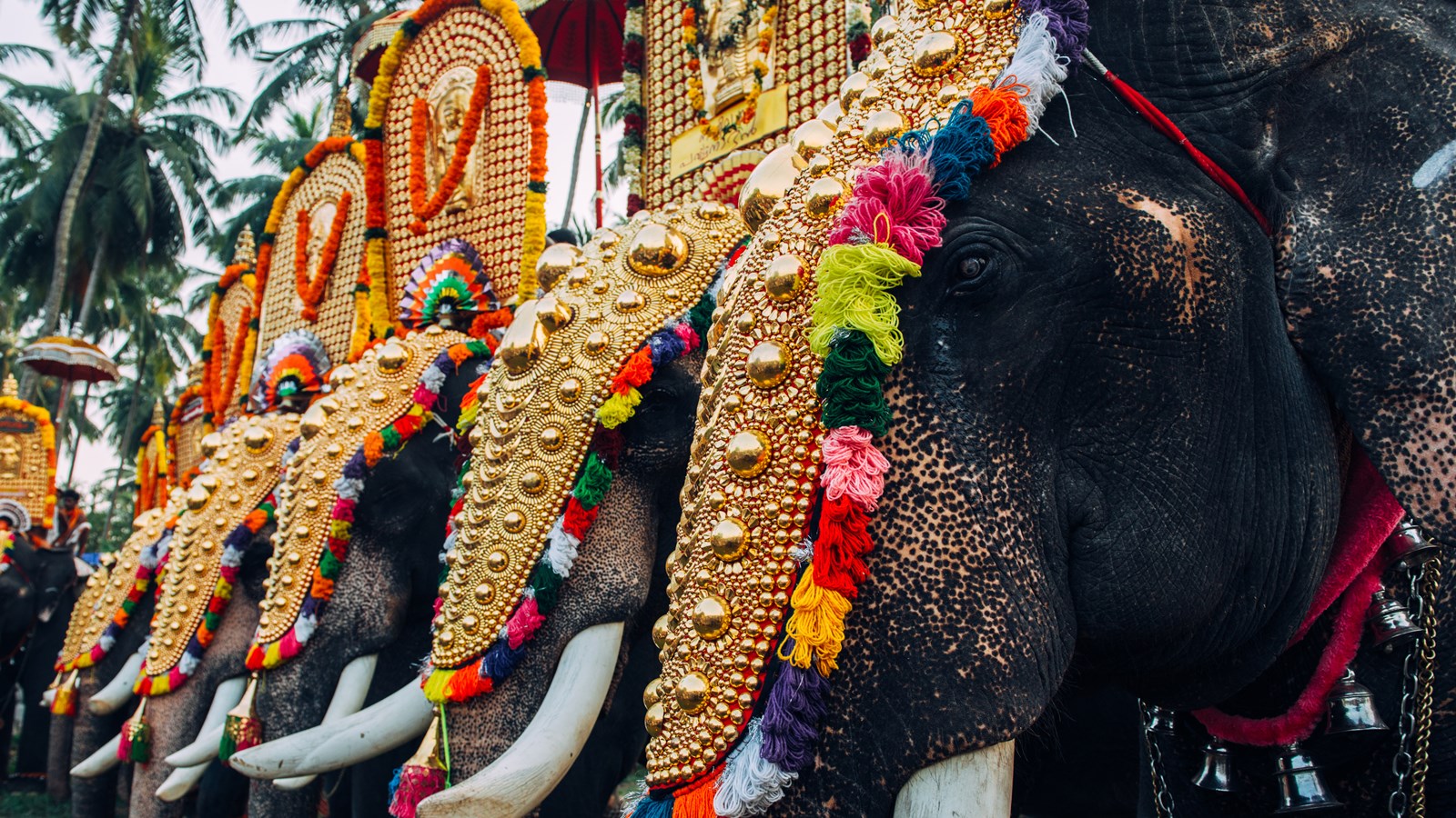 2018 Rath Yatra Elephant - HD Wallpaper 