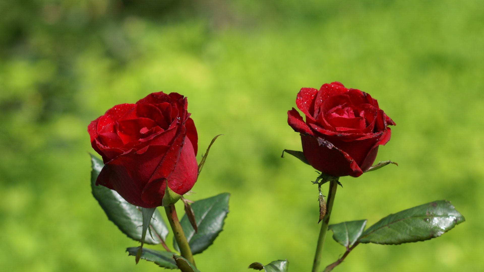 Rose Flowers Hd - 1920x1080 Wallpaper Rose Flowers Hd - 1920x1080 Wallpaper