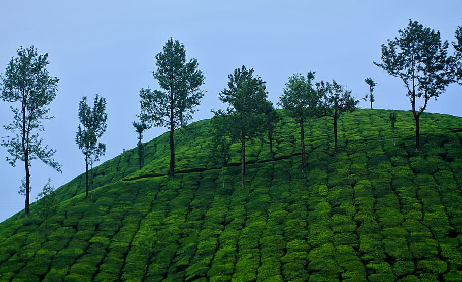 Nature, Landscape, Travel, Outdoors, Green, Kerala, - Nature Place In India - 910x556 Wallpaper Nature, Landscape, Travel, Outdoors, Green, Kerala, - Nature Place In India - 910x556 Wallpaper