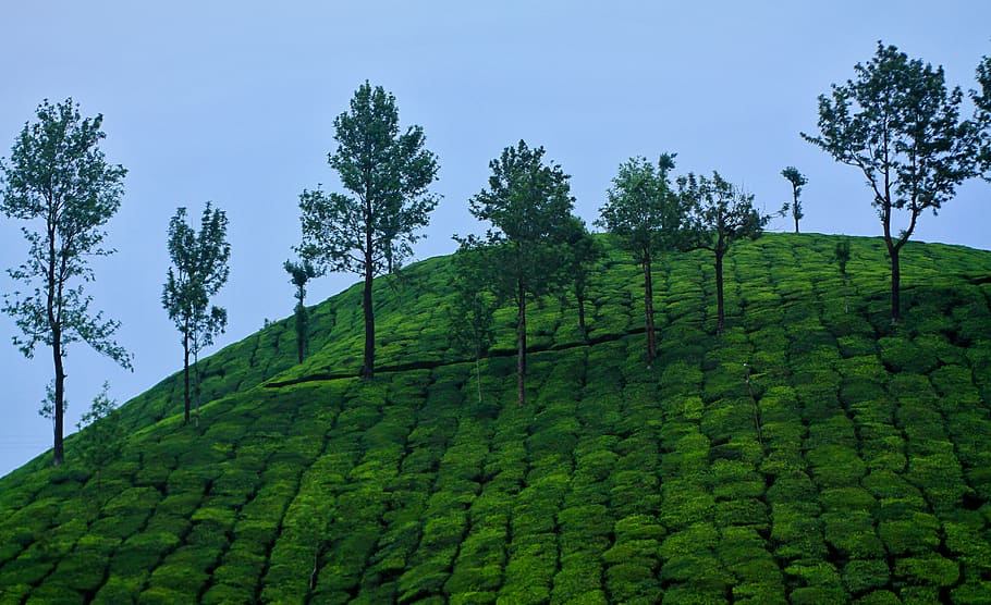 Nature, Landscape, Travel, Outdoors, Green, Kerala, - Nature Place In India - HD Wallpaper 