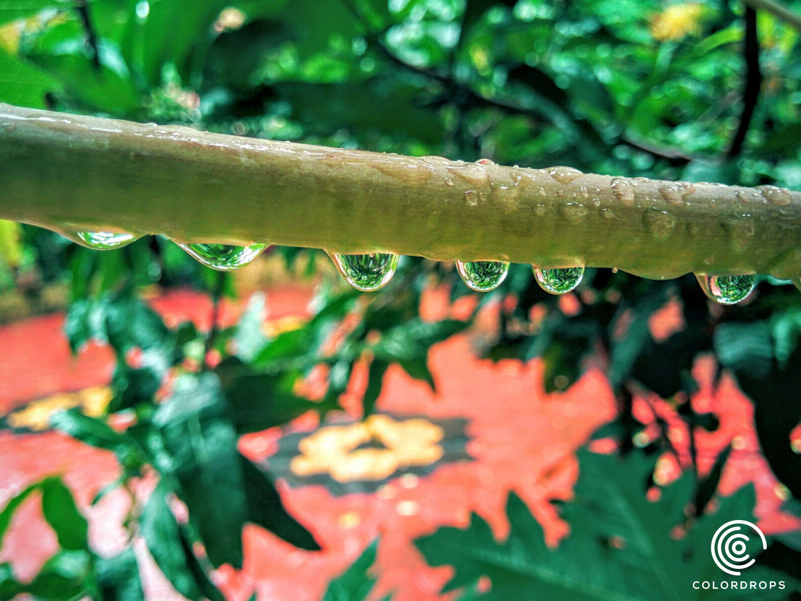 Macro Photography - HD Wallpaper 