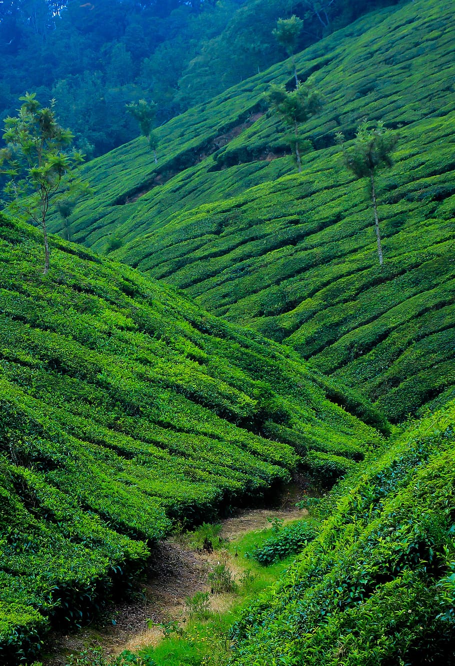 Nature, Landscape, Travel, Outdoors, Green, Kerala, - Munnar Images Hd - HD Wallpaper 