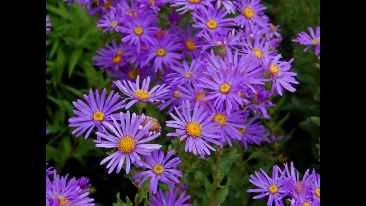 Asters Plant - HD Wallpaper 