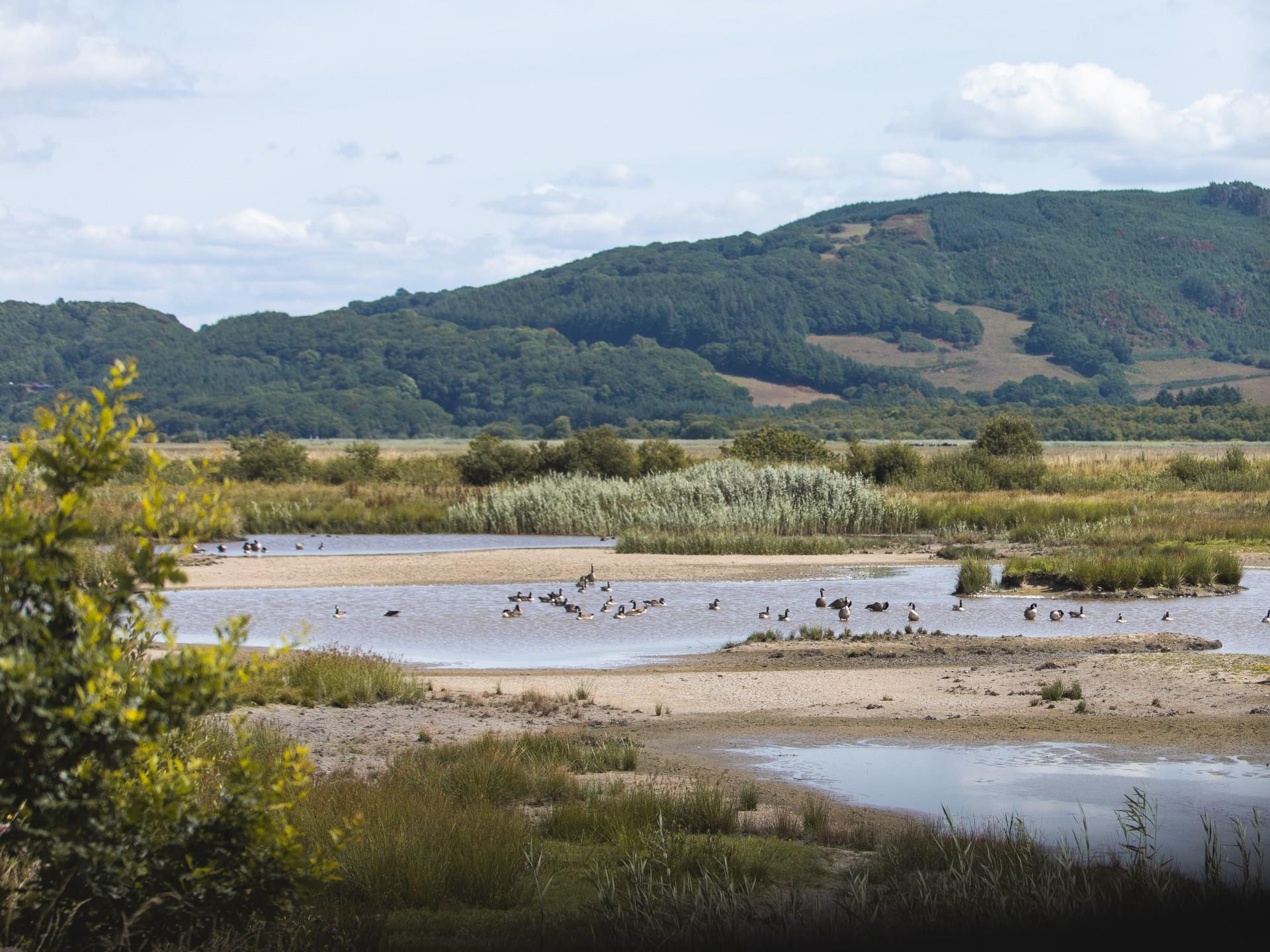 Freshwater Marsh - HD Wallpaper 