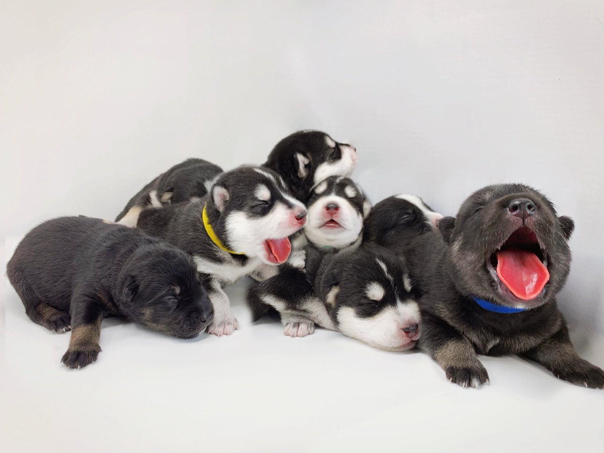 Joey Graceffa Dogs Puppies - HD Wallpaper 