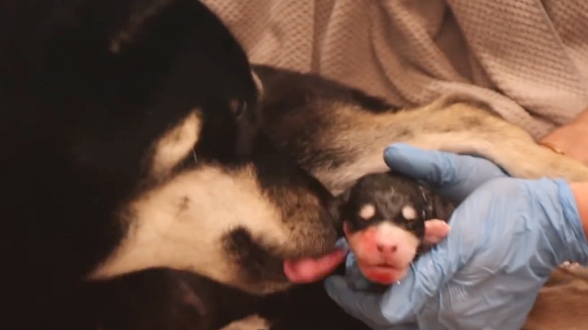 Joey Graceffa Lark Pregnant - HD Wallpaper 