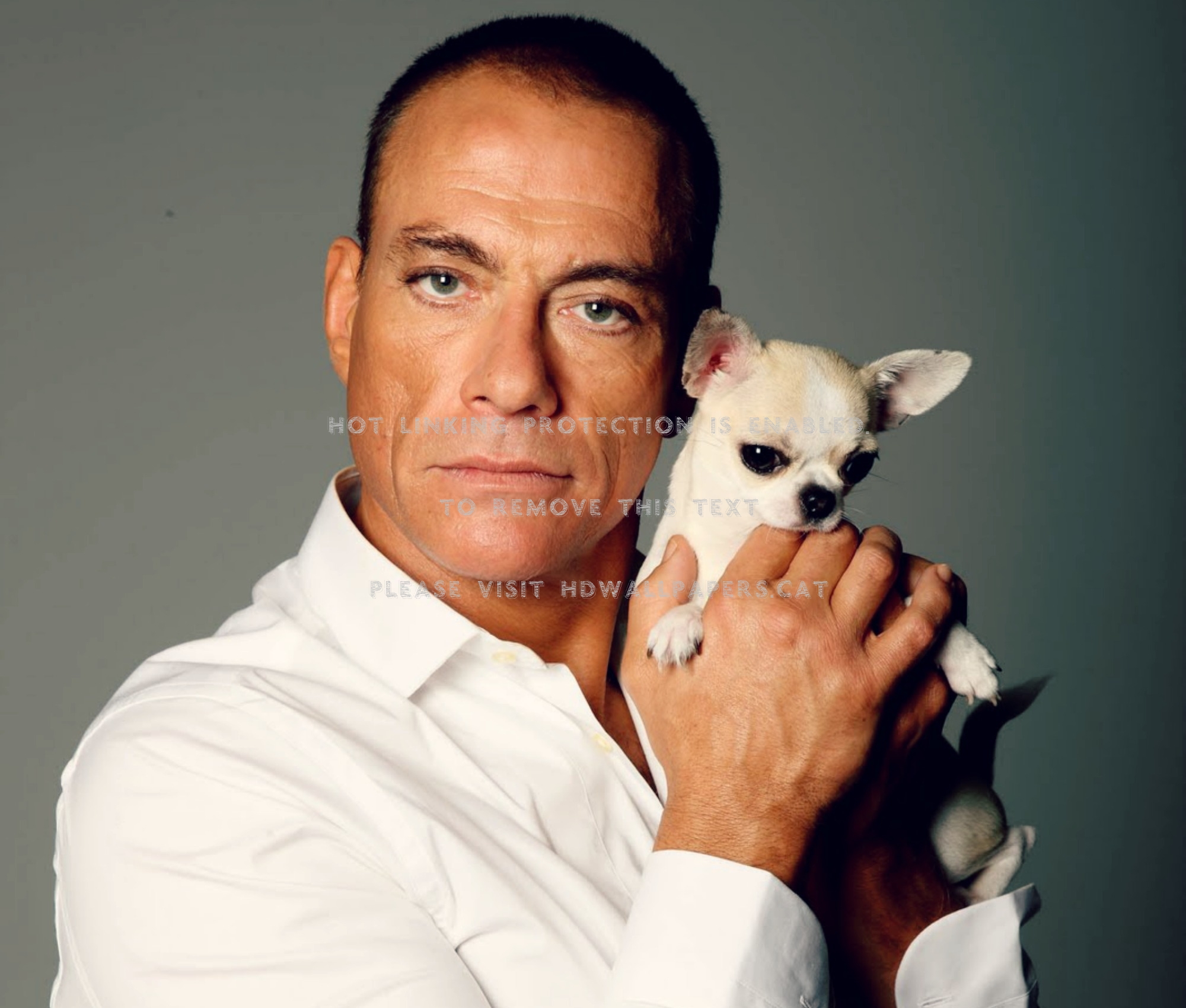 Jean-claude Van Damme Animal White Puppy - Turner And Hooch Reboot - HD Wallpaper 
