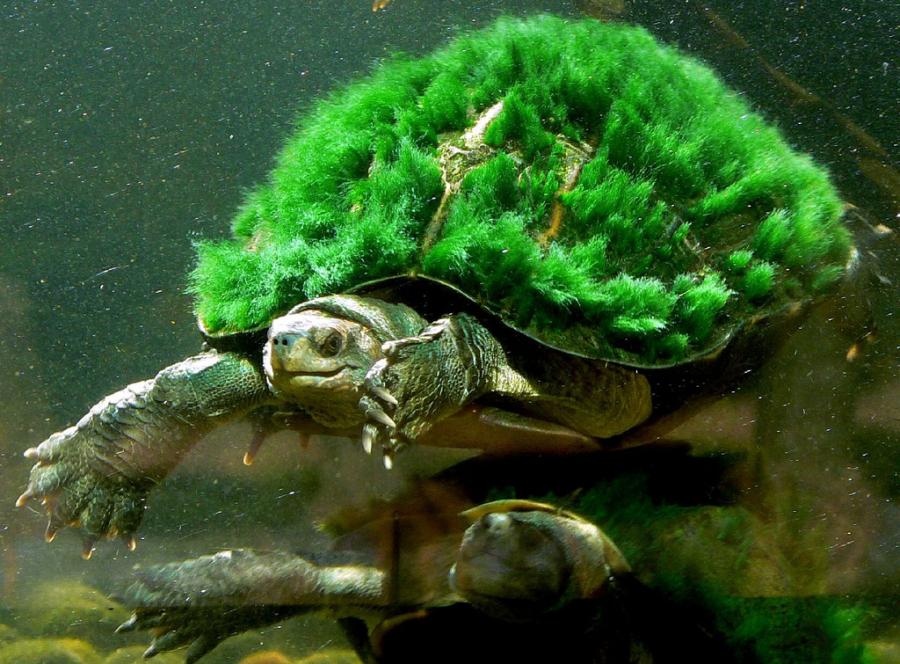 Mary River Turtle - HD Wallpaper 