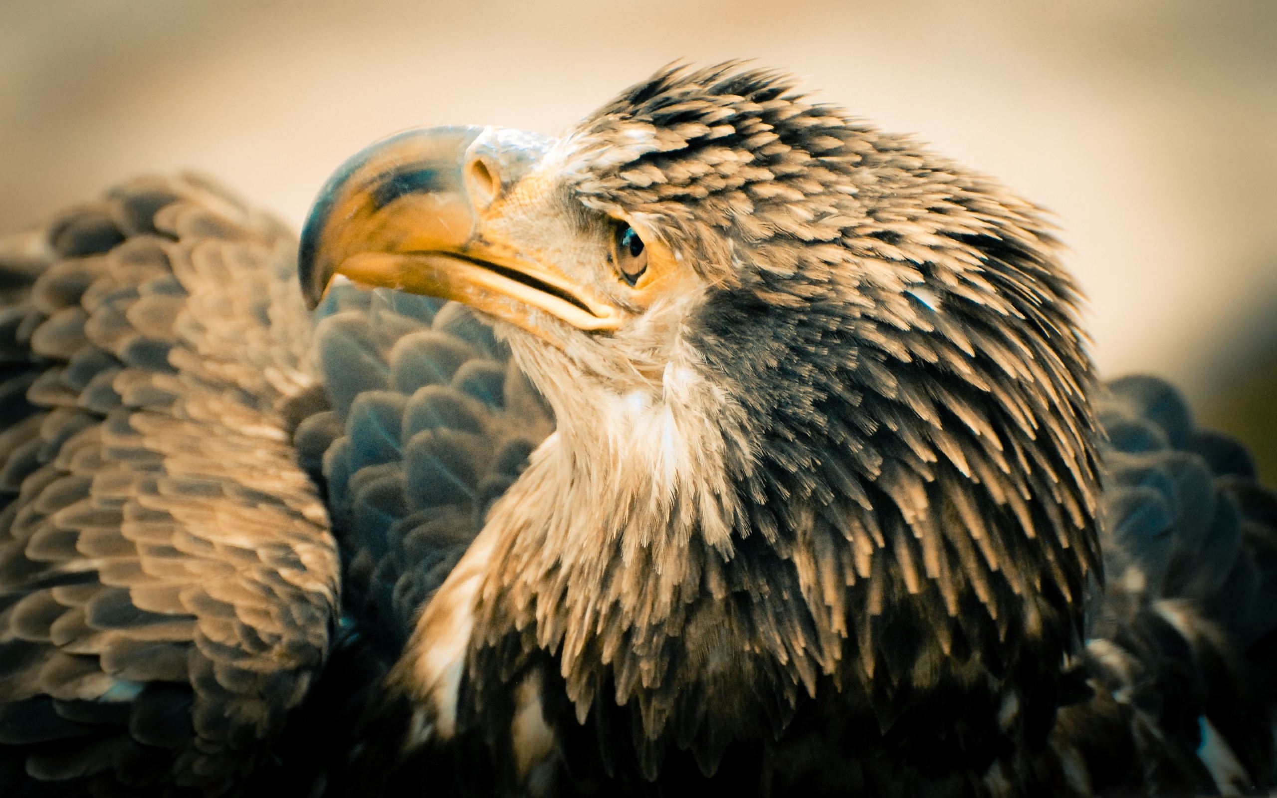 Eagle Wallpaper Macbook Pro - HD Wallpaper 