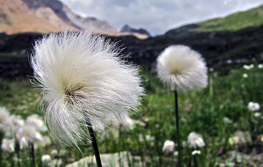 Italy, Val Masino, Val Di Mello, Flower, Plant, Freshness, - HD Wallpaper 