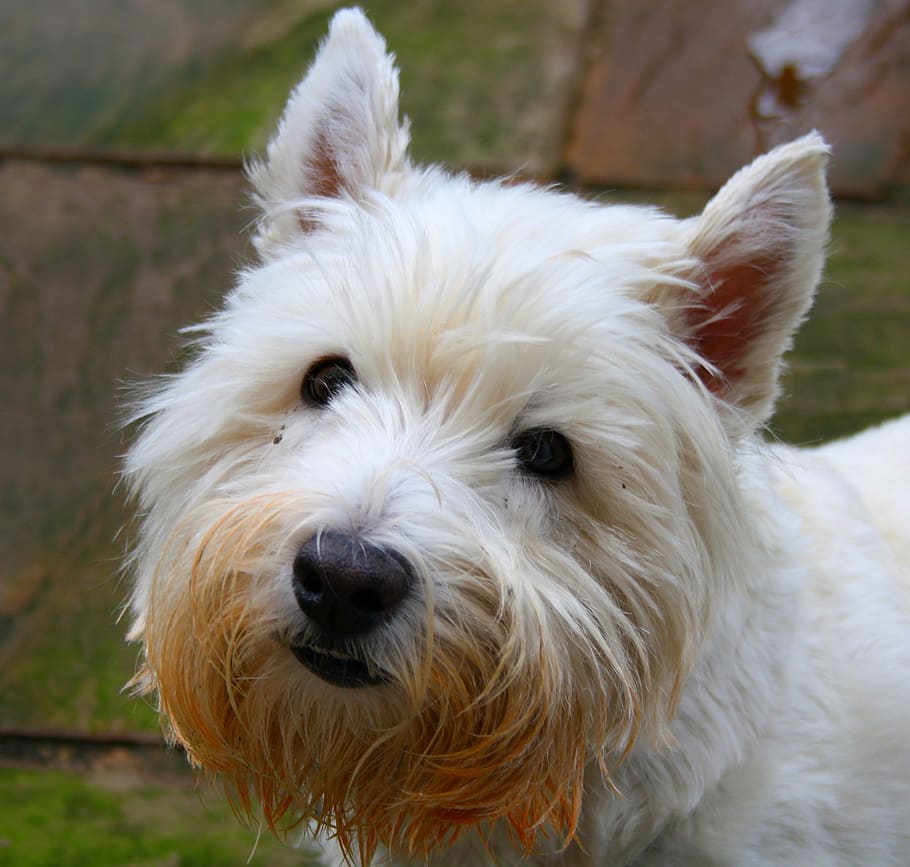 Dog, Humour, Animal, Pet, Dogs, Westie, West High, - HD Wallpaper 