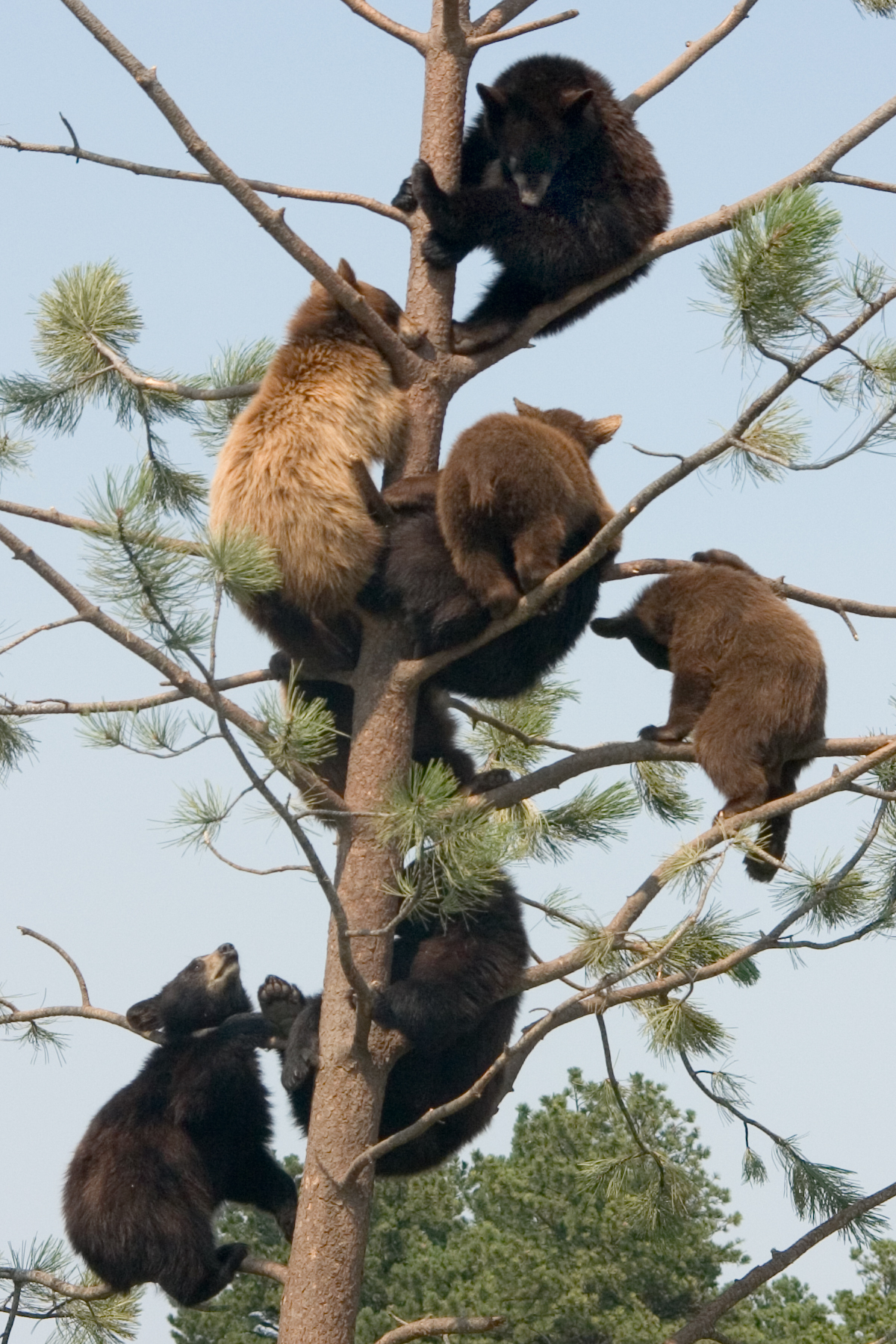 Funny Animaux - Bears On A Tree - HD Wallpaper 