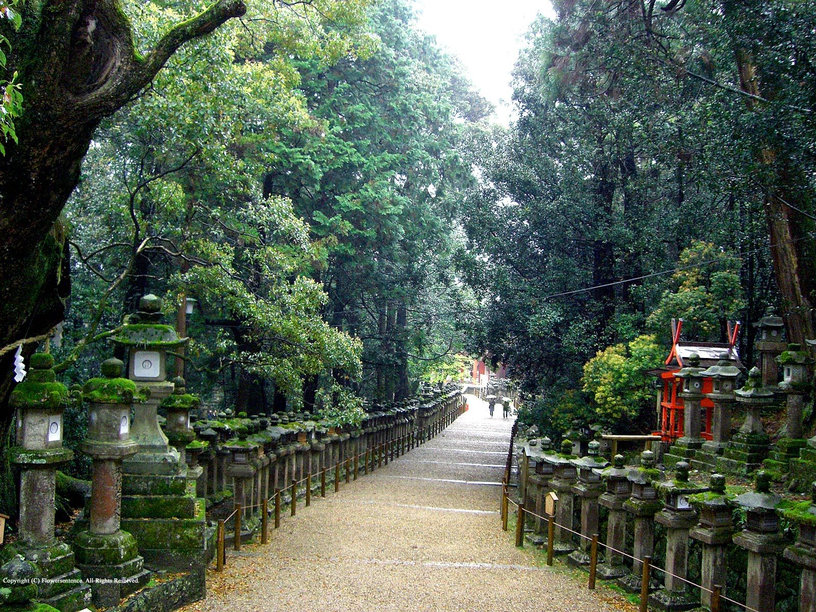 Japanese Scenery - HD Wallpaper 